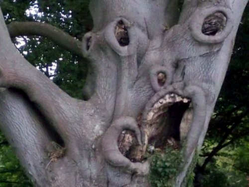 creepy-trees.jpg