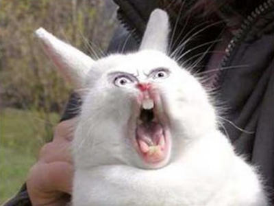 Image result for scary bunny images