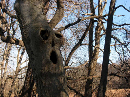 Creepy Tree