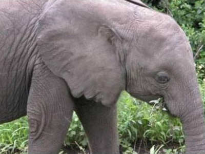 Elephant Ear
