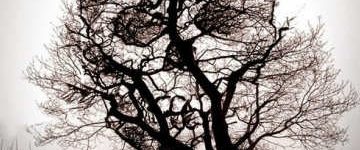 Poplar Tree