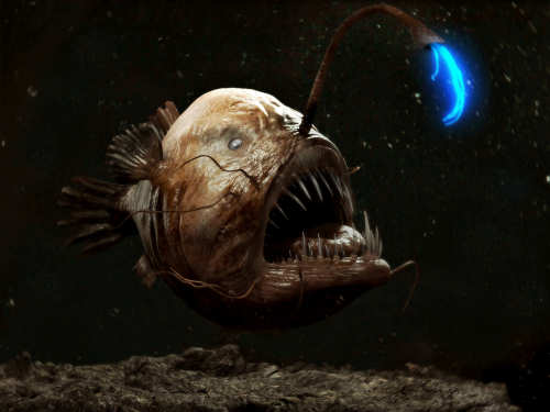 Anglerfish