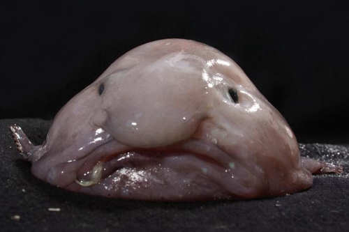 Blobfish