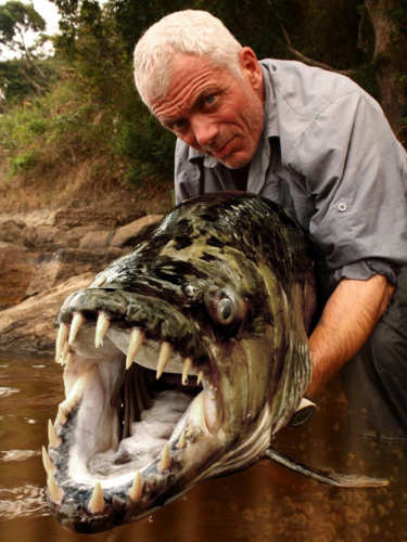 Goliath Tigerfish