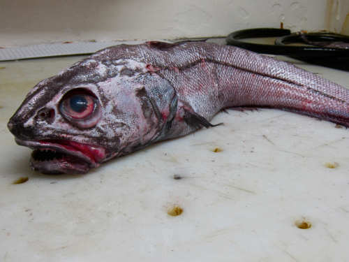 Grenadier Fish