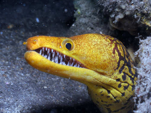 Moray Eel