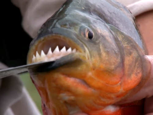 Piranha Fish