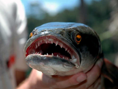 Snakehead Fish