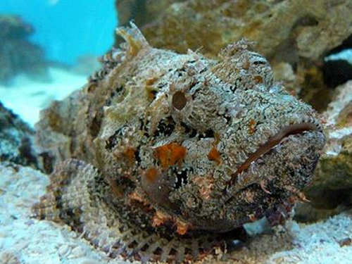 Stonefish