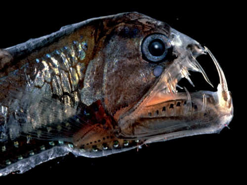 Viperfish