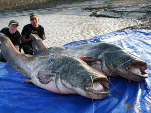 Wels Catfish