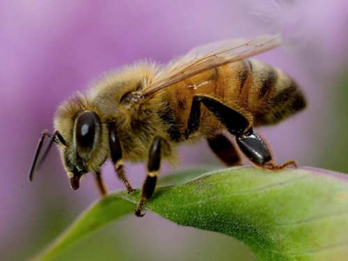 Scary Insects Africanized Honey Bee