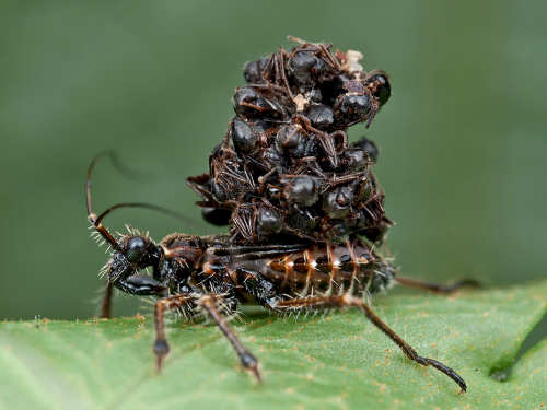 Assassin Bug