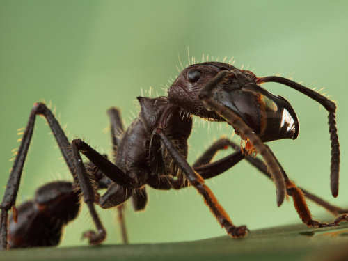 Scary Insects Bullet Ant