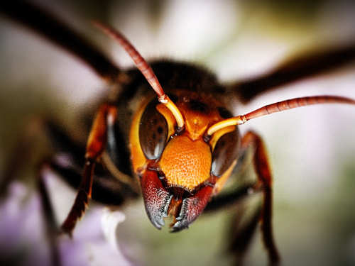 Scary Insects Japanese Giant Hornet