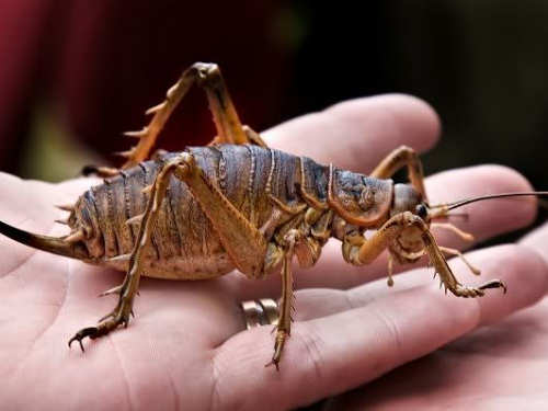 Scary Insects New Zealand Weta