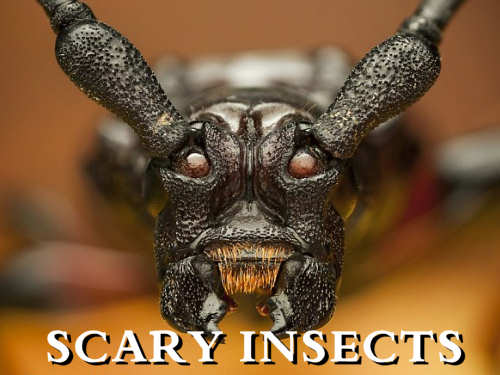 Scary Insects