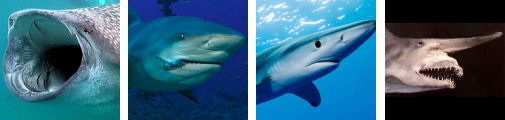 Shark Pictures