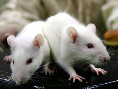 white mice as pets